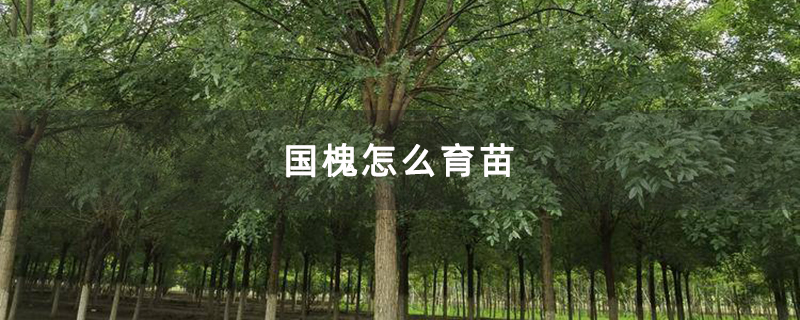 国槐怎么育苗