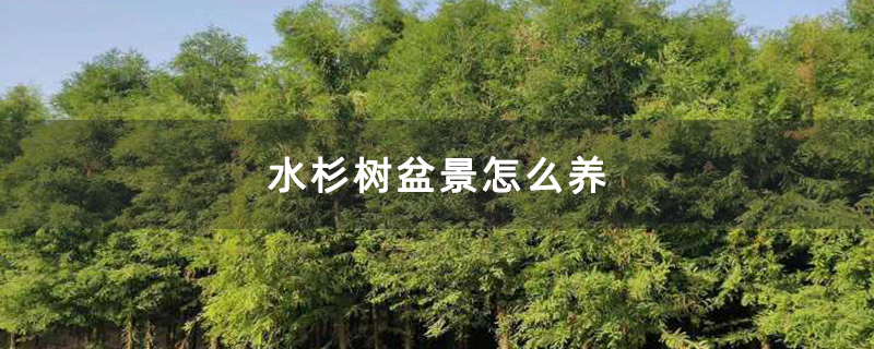 水杉树盆景怎么养