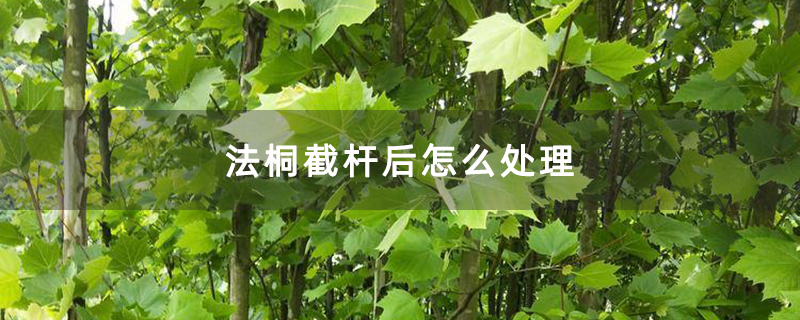 法桐截杆后怎么处理
