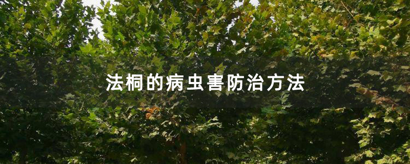 法桐的病虫害防治方法