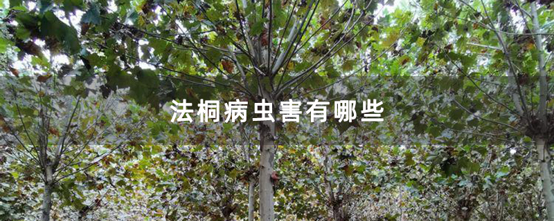 法桐病虫害有哪些