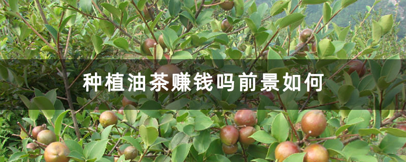 种植油茶赚钱吗前景如何 种植油茶赚钱吗前景如何