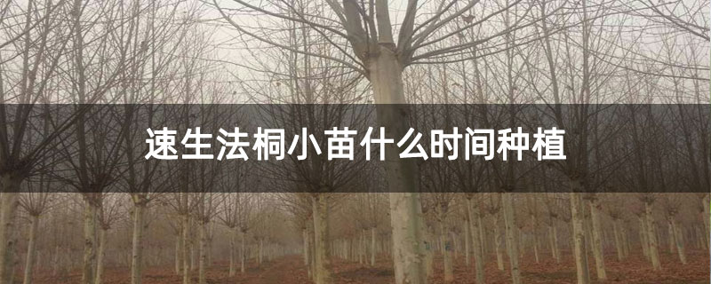 速生法桐小苗什么时间种植 速生法桐小苗什么时间种植