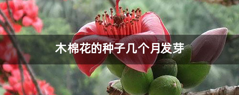 木棉花的种子几个月发芽
