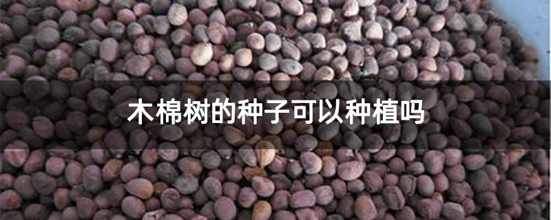 木棉树的种子可以种植吗