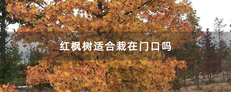红枫树适合栽在门口吗