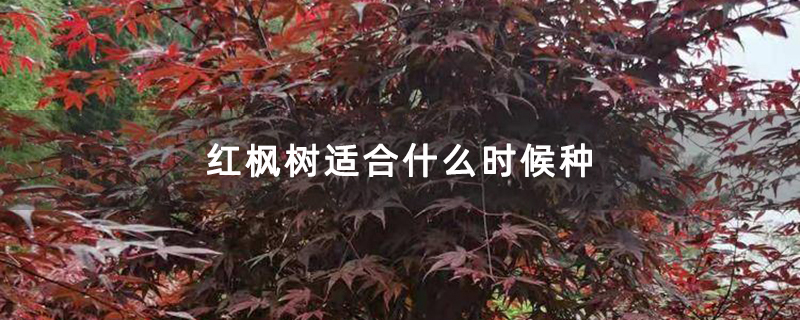 红枫树适合什么时候种