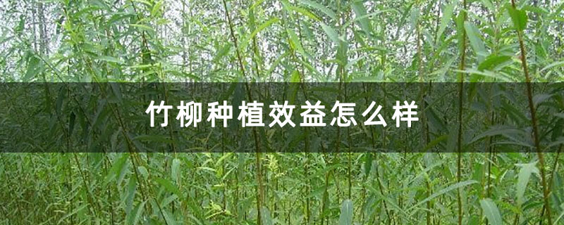 竹柳种植效益怎么样 竹柳种植效益怎么样