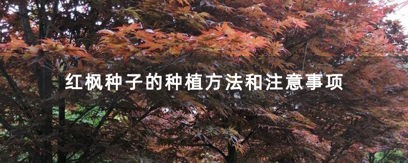 红枫种子的种植方法和注意事项
