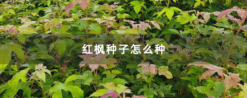 红枫种子怎么种