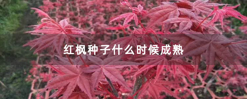 红枫种子什么时候成熟