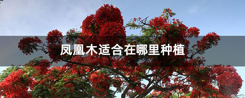 凤凰木适合在哪里种植 凤凰木适合在哪里种植