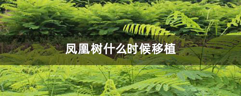 凤凰树什么时候移植 凤凰树什么时候移植