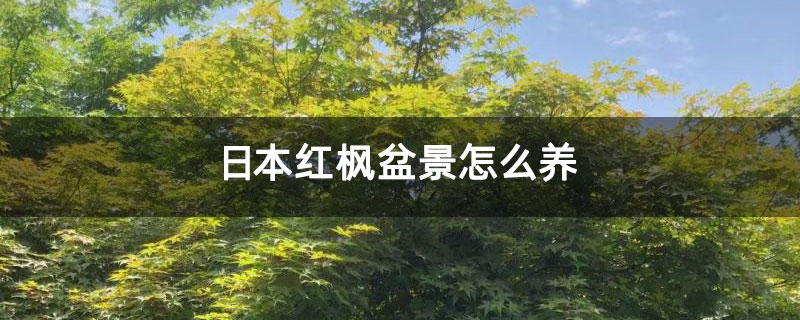 日本红枫盆景怎么养