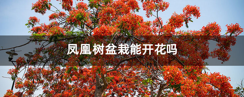 凤凰树盆栽能开花吗