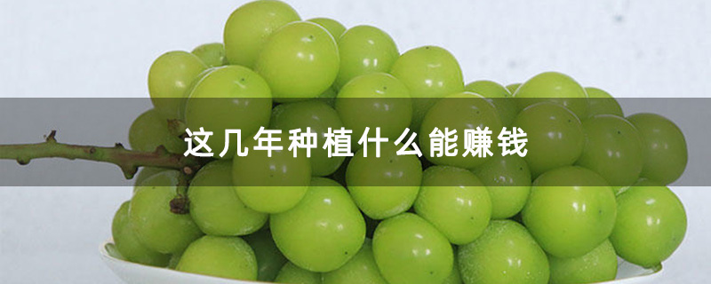 这几年种植什么能赚钱