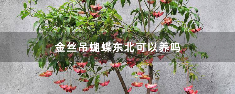 金丝吊蝴蝶东北可以养吗
