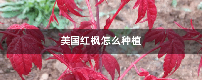 美国红枫怎么种植