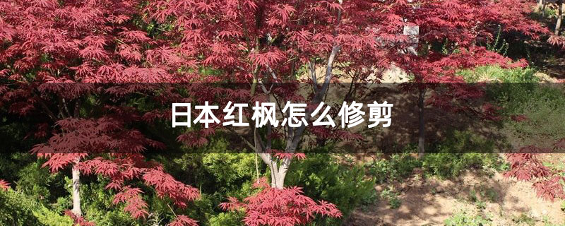 日本红枫怎么修剪