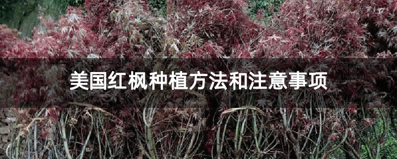 美国红枫种植方法和注意事项