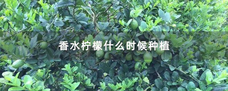香水柠檬什么时候种植