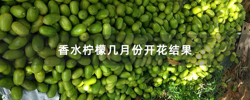 香水柠檬几月份开花结果