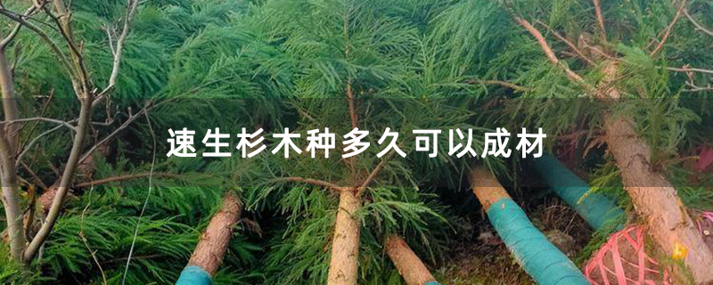 速生杉木种多久可以成材