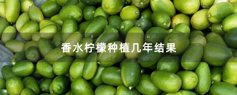 香水柠檬种植几年结果