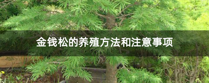 金钱松的养殖方法和注意事项