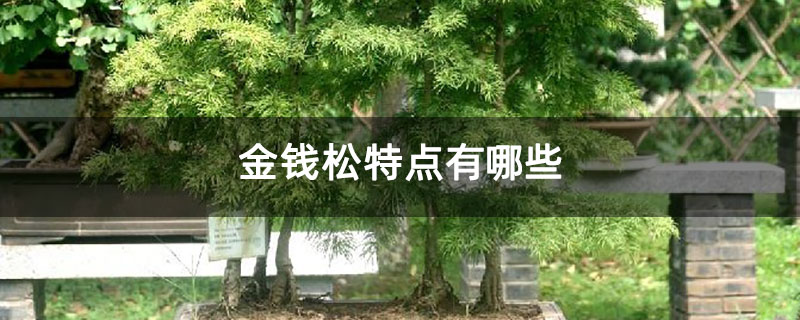 金钱松特点有哪些