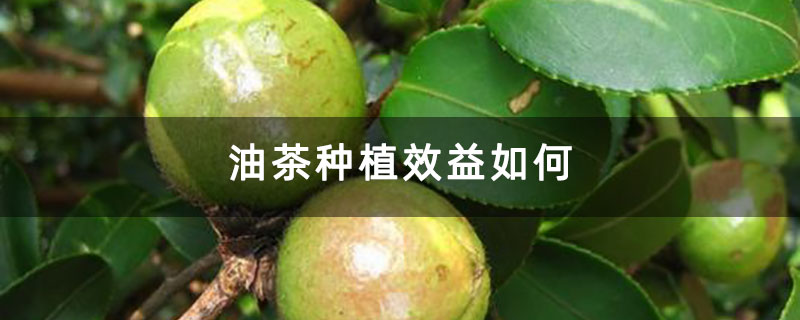 油茶种植效益如何
