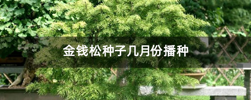 金钱松种子几月份播种