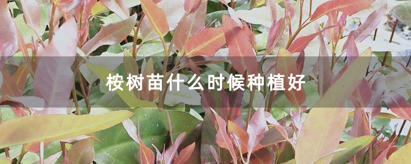 桉树苗什么时候种植好