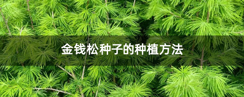 金钱松种子的种植方法 金钱松种子的种植方法