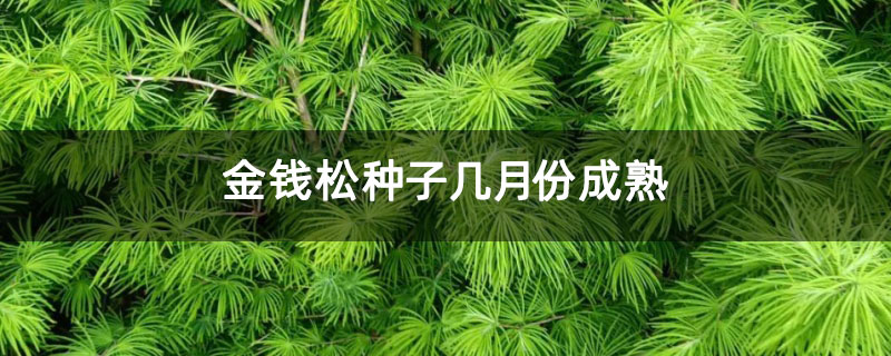 金钱松种子几月份成熟 金钱松种子几月份成熟