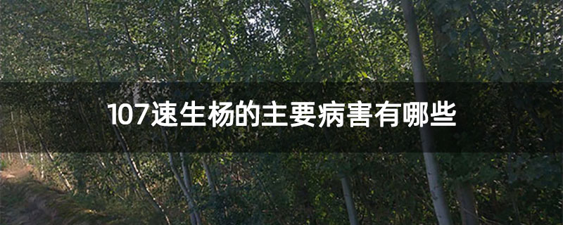 107速生杨的主要病害有哪些 107速生杨的主要病害有哪些