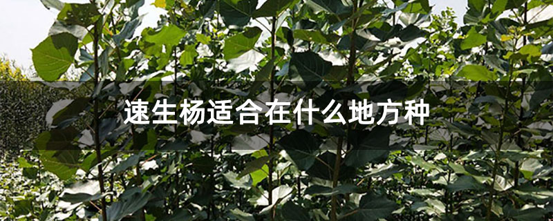 速生杨适合在什么地方种