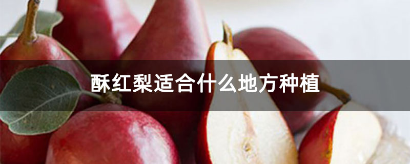 酥红梨适合什么地方种植