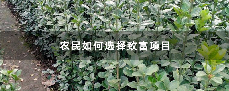 农民如何选择致富项目