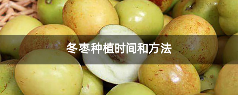 冬枣种植时间和方法