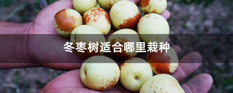 冬枣树适合哪里栽种