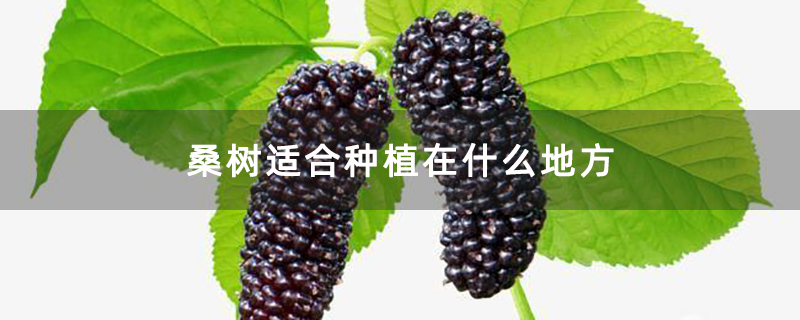 桑树适合种植在什么地方