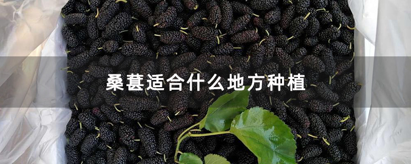 桑葚适合什么地方种植