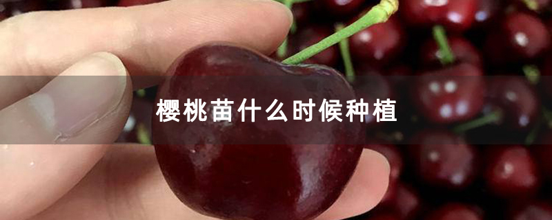 樱桃苗什么时候种植