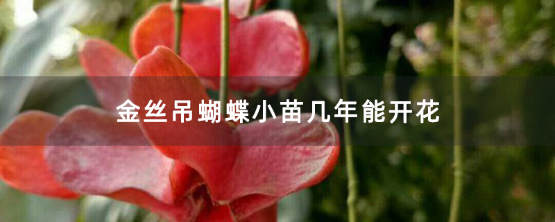 金丝吊蝴蝶小苗几年能开花