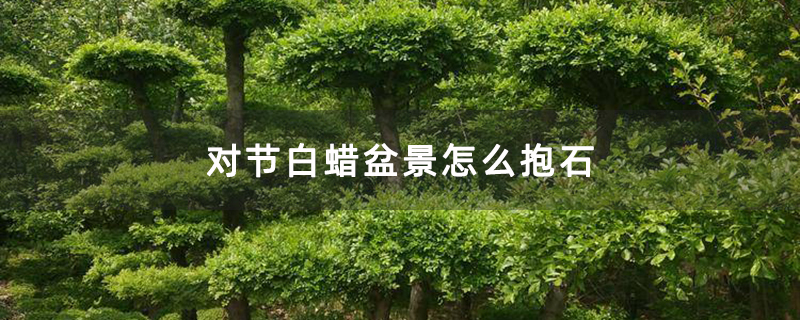 对节白蜡盆景怎么抱石