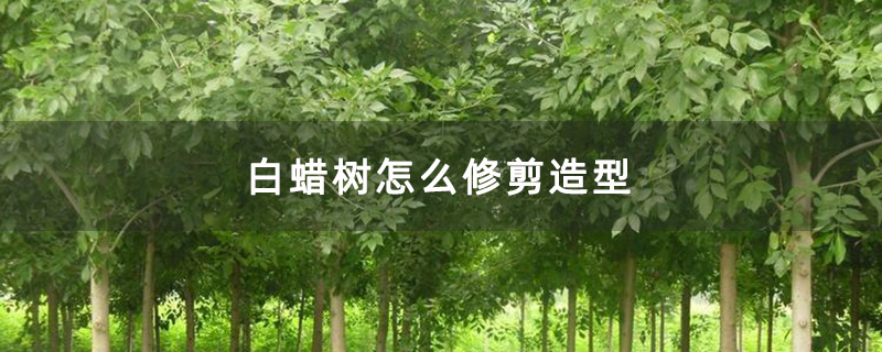 白蜡树怎么修剪造型