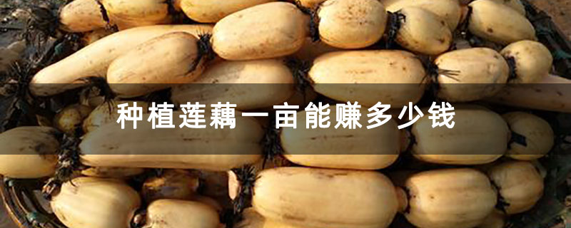 种植莲藕一亩能赚多少钱 种植莲藕一亩能赚多少钱