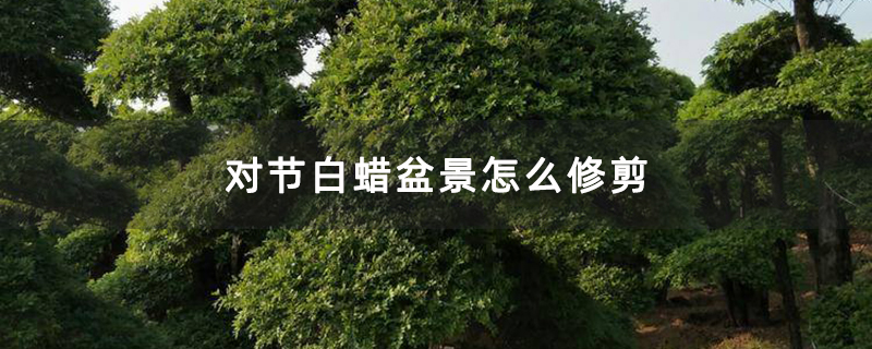 对节白蜡盆景怎么修剪