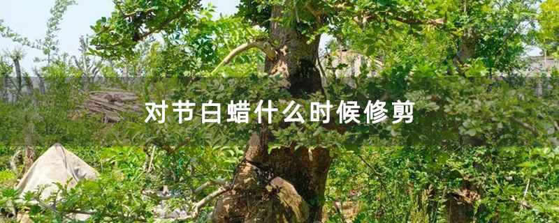 对节白蜡什么时候修剪